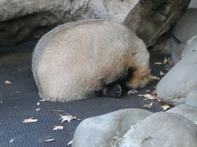 ưʪԤΥʤΥ˥ۥ󥢥ʥޡܷ귧