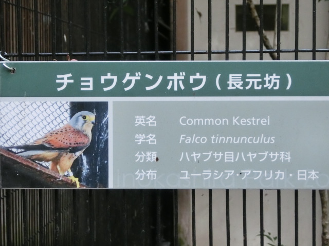 動物編のハヤブサ科のチョウゲンボウ（長元坊）