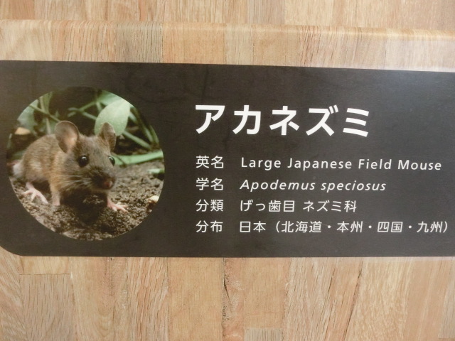 動物編のネズミ科のアカネズミ（赤鼠）