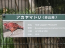 動物編の科のアカヤマドリ（赤山鳥）