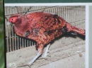 動物編の科のアカヤマドリ（赤山鳥）