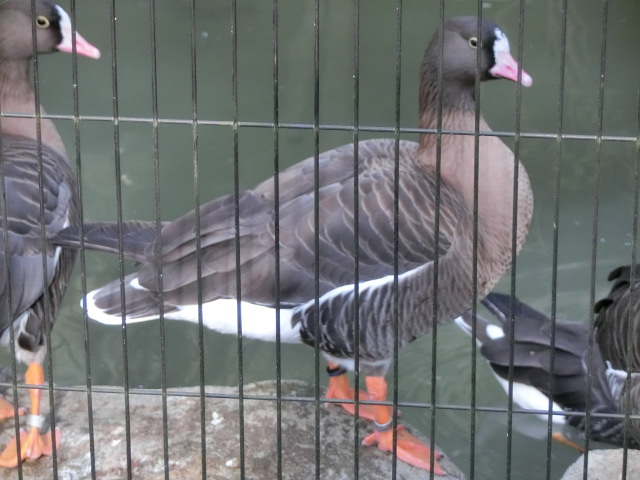 動物編のカモ科のカリガネ（雁金）