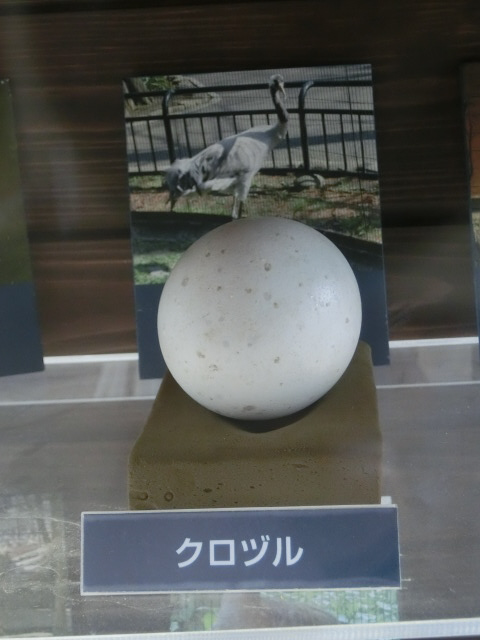 動物編のツル科のクロヅル（黒鶴）