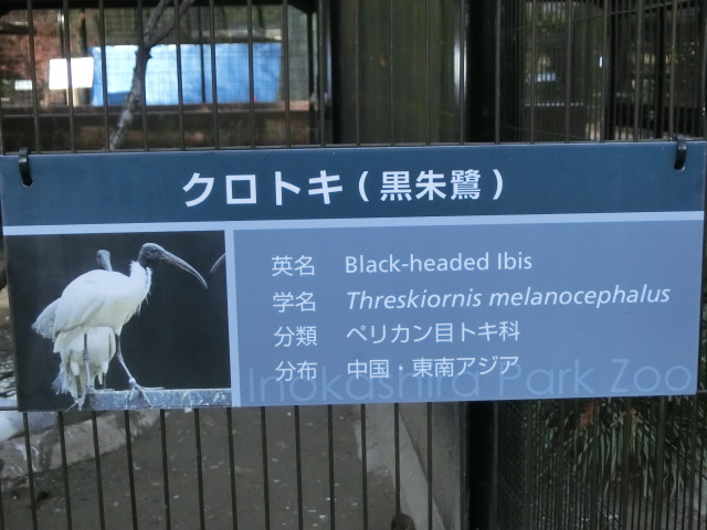 動物編のトキ科のクロトキ（黒朱鷺）