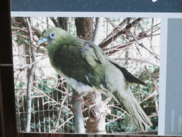 動物編のハト科のアオバト（緑鳩）