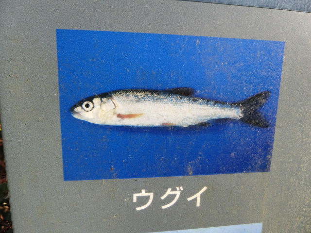 ưʪԤΥʤΥ鯎