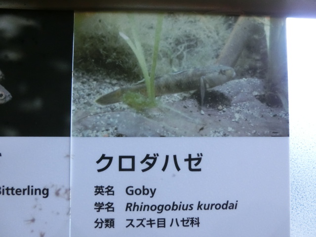 動物編のハゼ科のクロダハゼ（クロダハゼ）