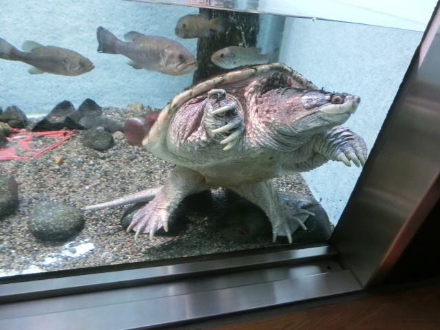 動物編のカミツキガメ科のカミツキガメ（カミツキガメ）