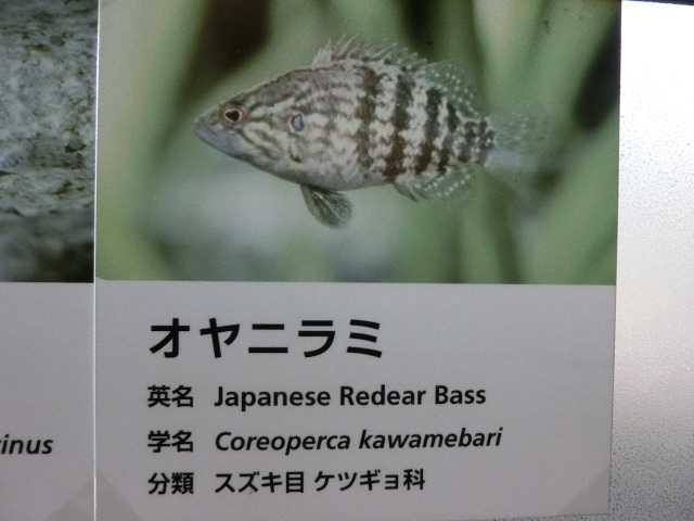 動物編のケツギョ科のオヤニラミ（オヤニラミ）