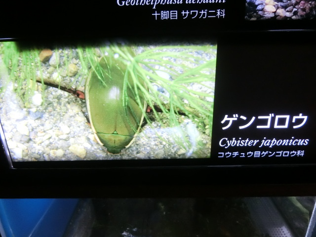 動物編のゲンゴロウ科のゲンゴロウ（源五郎）
