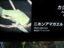 動物編の科のニホンアマガエル（日本雨蛙）