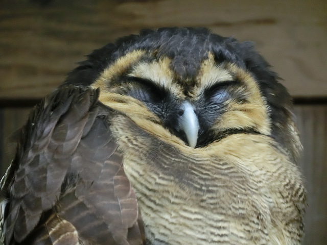 動物編のフクロウ科のオオフクロウ（大梟）