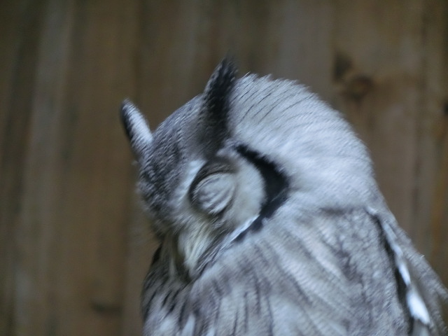 動物編のフクロウ科のアフリカオオコノハズク（阿弗利加大木葉木莵）