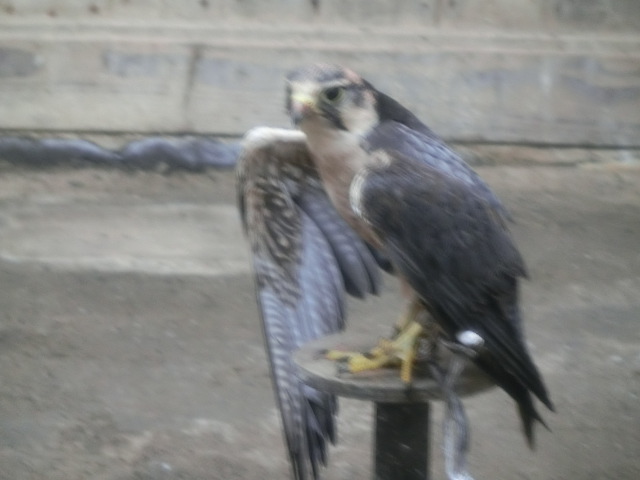 動物編のハヤブサ科のラナーハヤブサ（ラナーハヤブサ）