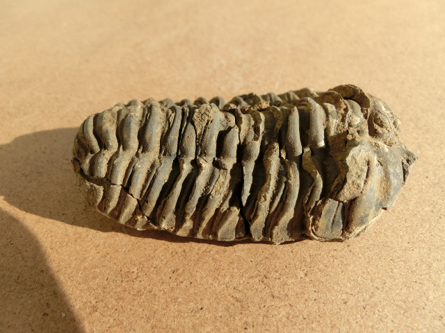 動物編の化石科のサンヨウチュウ（三葉虫）