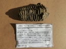 動物編の化石科のサンヨウチュウ(三葉虫)