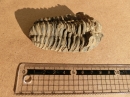 動物編の化石科のサンヨウチュウ(三葉虫)