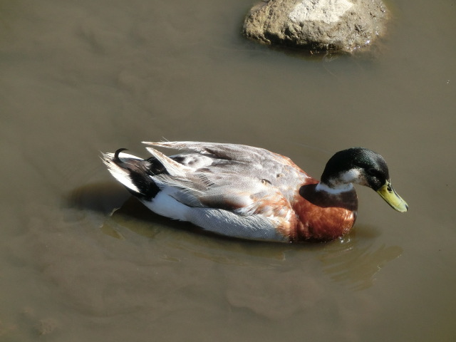 動物編のカモ科のアイガモ（合鴨）