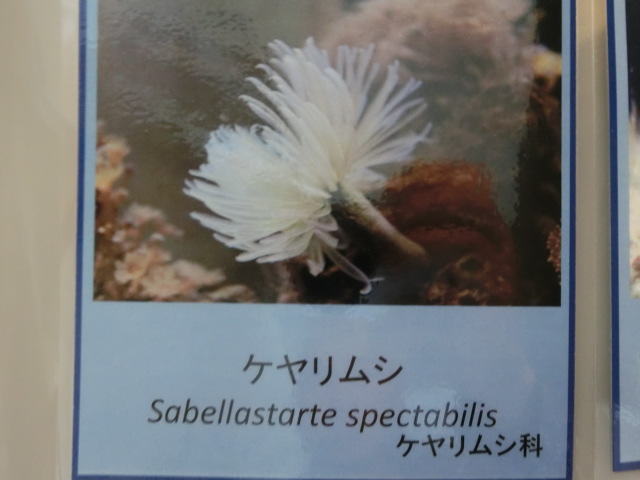 動物編のケヤリムシ科のケヤリムシ（毛槍虫）