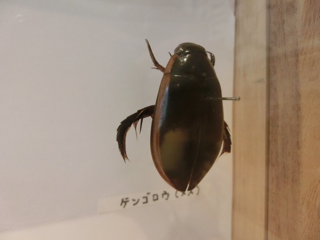 動物編のゲンゴロウ科のゲンゴロウ（源五郎）