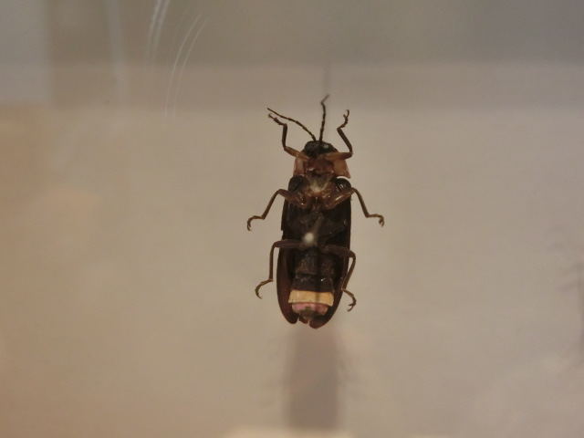 動物編のホタル科のゲンジボタル（源氏蛍）