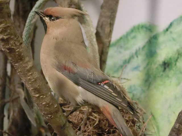 動物編のレンジャク科のヒレンジャク（緋連雀）