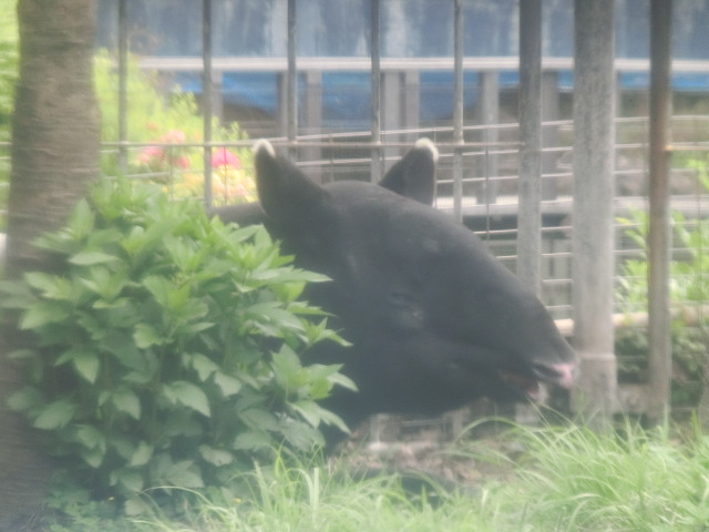 動物編のバク科のマレーバク（馬来獏）