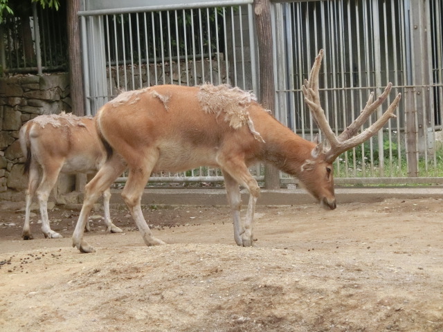 動物編のシカ科のシフゾウ（四不像）