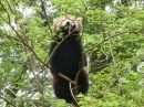 動物編の科のレッサーパンダ（レッサーパンダ）
