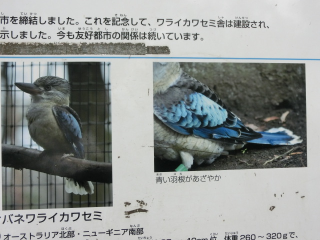 動物編のカワセミ科のアオバネワライカワセミ（アオバネワライカワセミ）