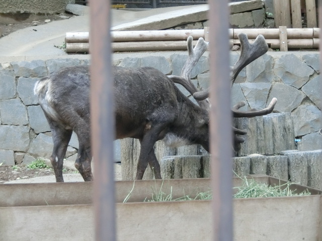 動物編のシカ科のトナカイ（トナカイ）