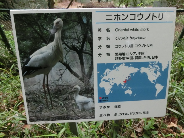 動物編のコウノトリ科のニホンコウノトリ（ニホンコウノトリ）