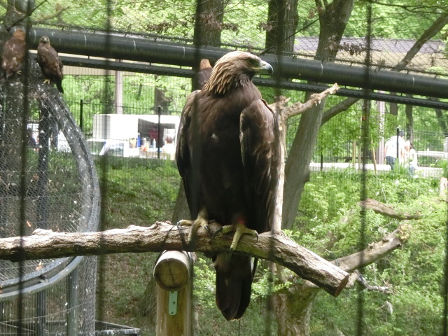 動物編のタカ科のニホンイヌワシ