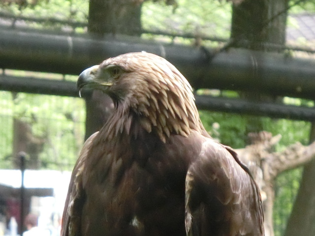 動物編のタカ科のニホンイヌワシ