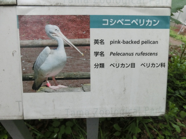 動物編のペリカン科のコシベニペリカン（コシベニペリカン）