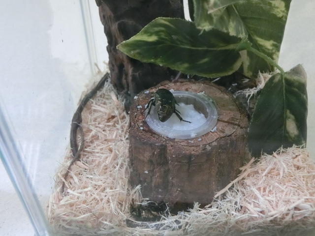 動物編のゴミムシダマシ科のチャイロコメノゴミムシダマシ（チャイロコメノゴミムシダマシ）