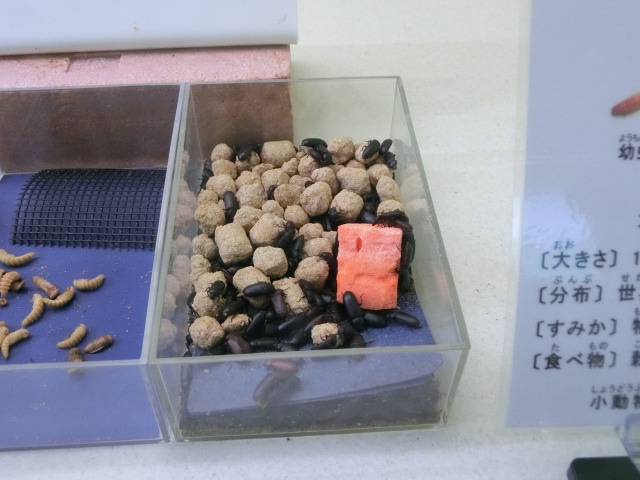 動物編のゴミムシダマシ科のチャイロコメノゴミムシダマシ（チャイロコメノゴミムシダマシ）