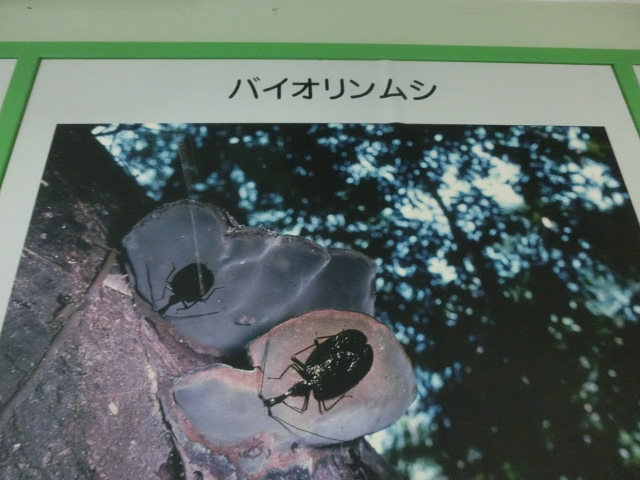 動物編のオサムシ科のバイオリンムシ（提琴虫）
