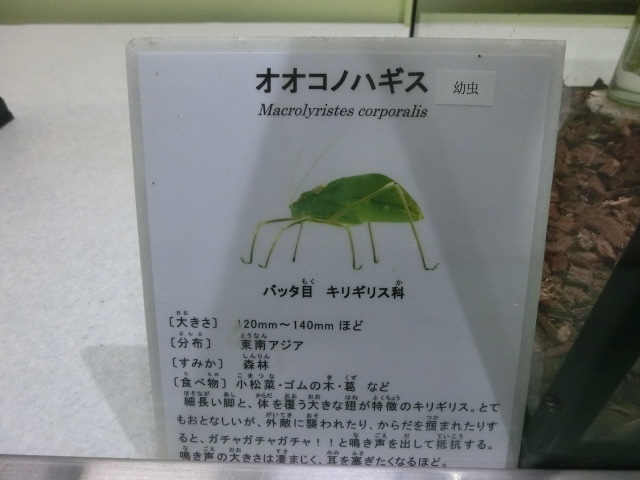 動物編のキリギリス科のオオコノハギス（オオコノハギス）