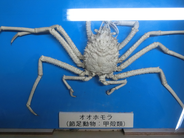 ưʪԤΥۥʤΥۥʥۥ