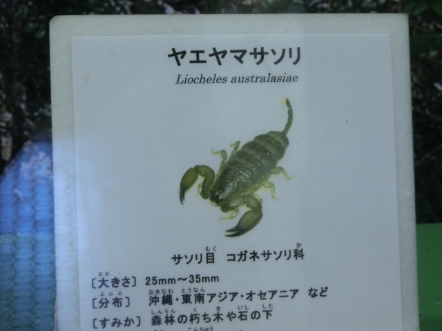 動物編のコガネサソリ科のヤエヤマサソリ（八重山蠍）