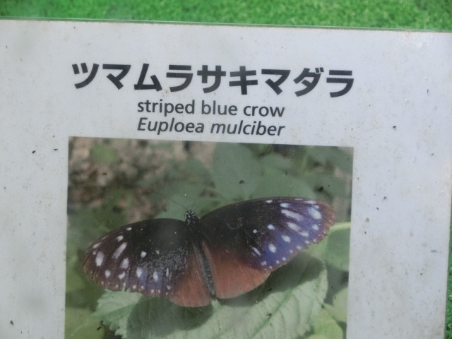 ưʪԤΥƥϥ祦ʤΥĥޥ饵ޥá