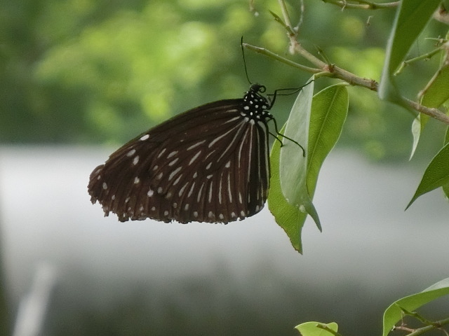 ưʪԤΥƥϥ祦ʤΥĥޥ饵ޥá