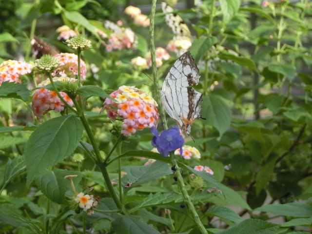 動物編のタテハチョウ科のイシガケチョウ（石崖蝶）