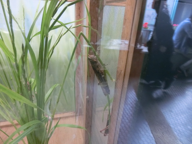 動物編のバッタ科のツチイナゴ（土蝗）