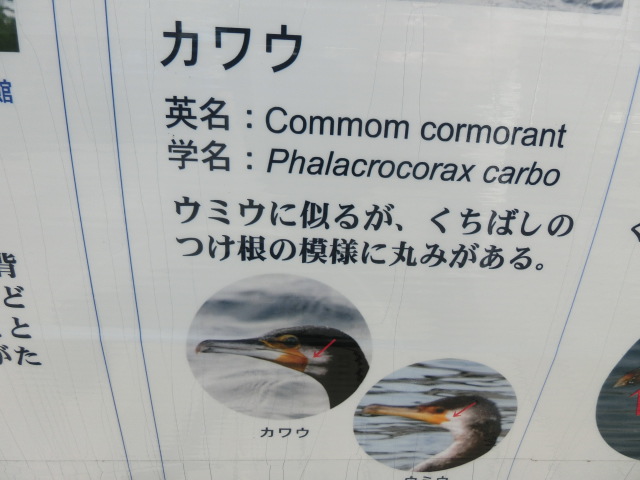 動物編のウ科のカワウ（川鵜）