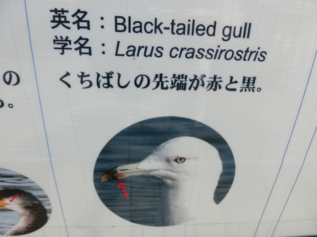 動物編のカモメ科のウミネコ（海猫）