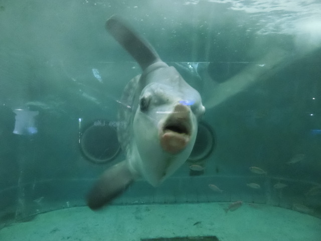 動物編のマンボウ科のマンボウ