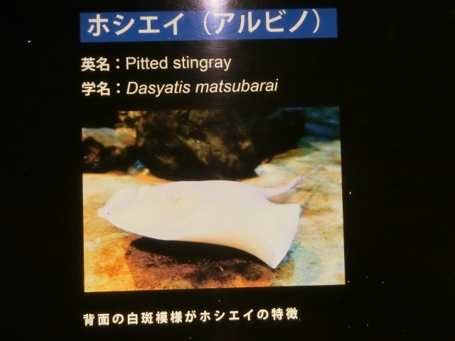 動物編のアカエイ科のアカエイ（アカエイ）