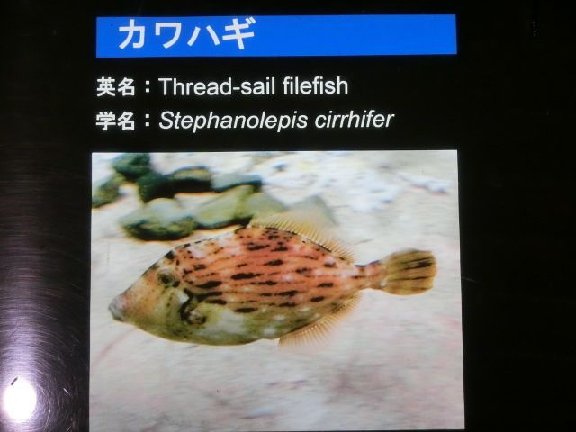 動物編のカワハギ科のカワハギ（皮剥）